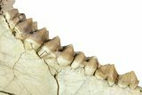 Fossil Oreodont (Merycoidodon) Partial Mandible - South Dakota #316626-4